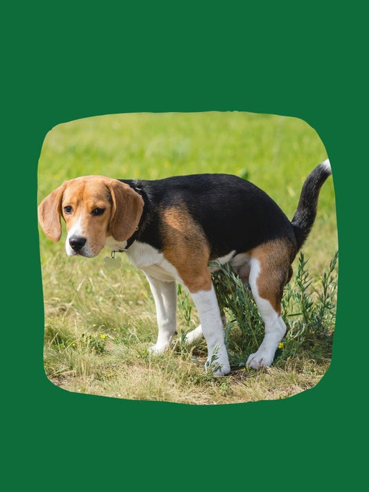 What Is Your Dog’s Poo Telling You?